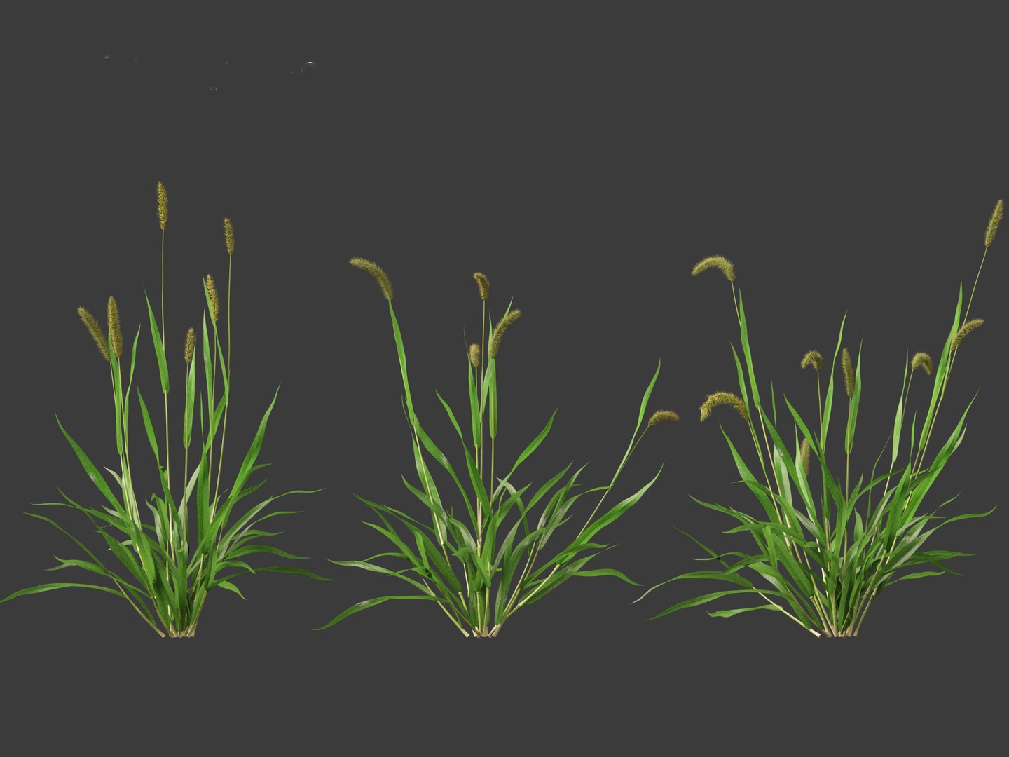 3D Setaria viridis - Green foxtail https://p.turbosquid.com/ts-thumb/bq/vKjLFW/Kq/setariaviridis018/jpg/1695033449/1920x1080/fit_q87/7874f1cdc6459a1b9b15dd0e5efd6bfaa3cf9acc/setariaviridis018.jpg