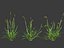 Setaria viridis - Green foxtail