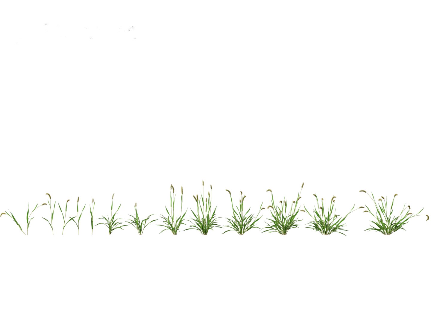 3D Setaria viridis - Green foxtail https://p.turbosquid.com/ts-thumb/bq/vKjLFW/L3/setariaviridis011/jpg/1695033433/1920x1080/fit_q87/27f4a2003fe5afce1363e6f603b63b0b12b2c319/setariaviridis011.jpg