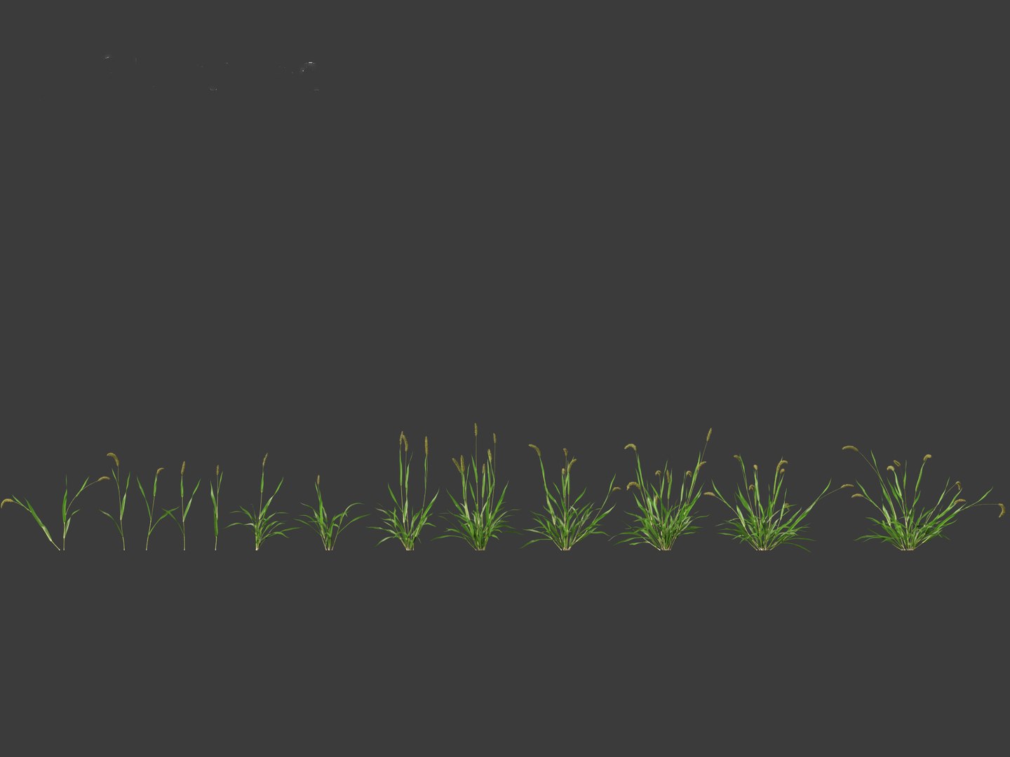 3D Setaria viridis - Green foxtail https://p.turbosquid.com/ts-thumb/bq/vKjLFW/Ns/setariaviridis012/jpg/1695033439/1920x1080/fit_q87/f711e00f0338949d0d89c48bb1445088d2f062b7/setariaviridis012.jpg