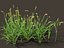 Setaria viridis - Green foxtail