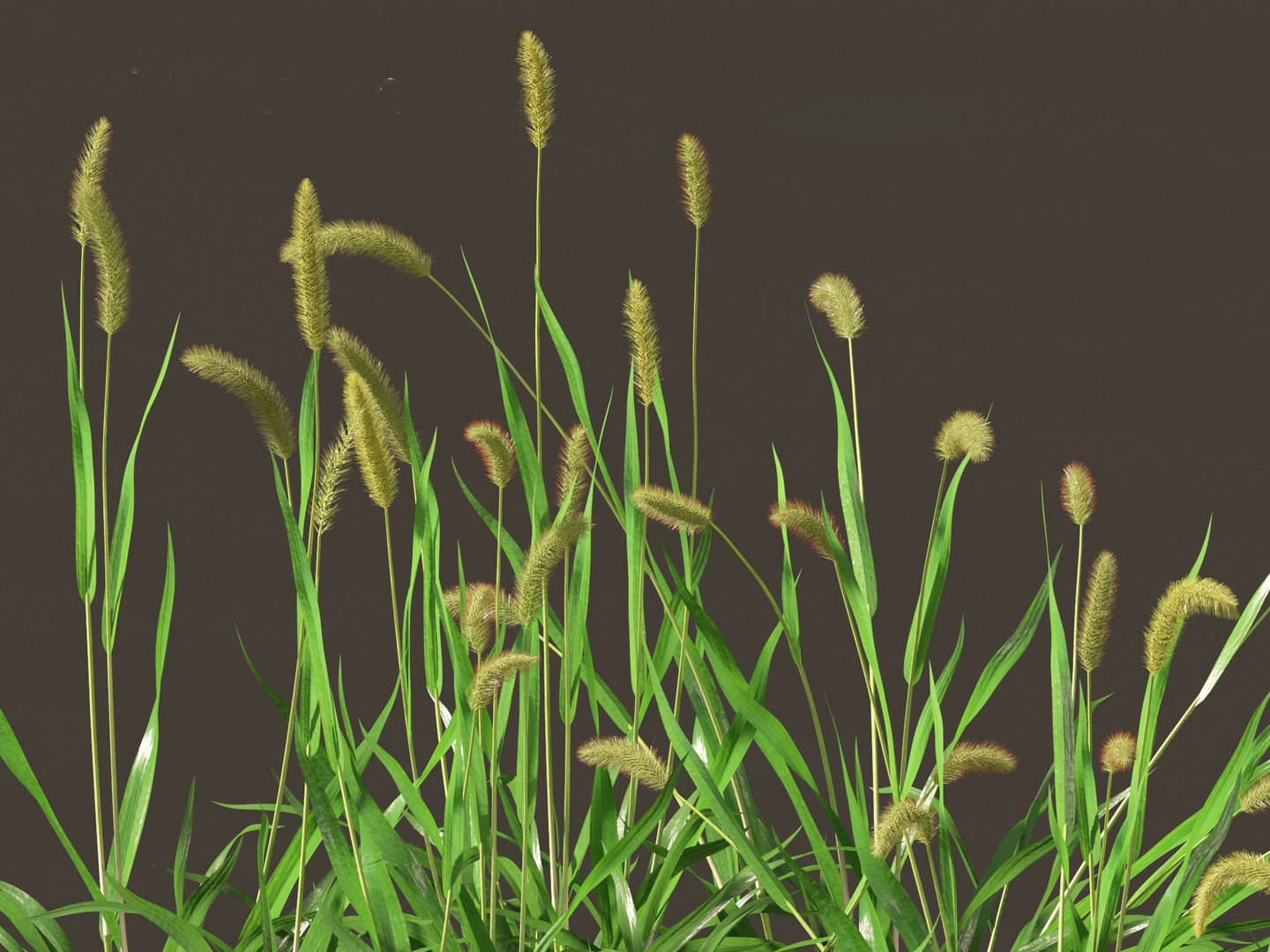 3D Setaria viridis - Green foxtail https://p.turbosquid.com/ts-thumb/bq/vKjLFW/Oc/setariaviridis0112/jpg/1695033454/1920x1080/fit_q87/8f311bf494e47ac69a879d90c716e8366063201a/setariaviridis0112.jpg