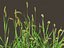 Setaria viridis - Green foxtail