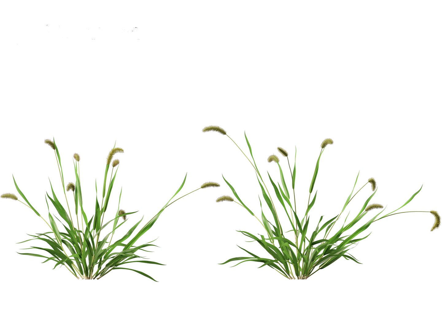 3D Setaria viridis - Green foxtail https://p.turbosquid.com/ts-thumb/bq/vKjLFW/cr/setariaviridis019/jpg/1695033450/1920x1080/fit_q87/96fe96c9066dc80b7fd381491e5f8f2219a41cf9/setariaviridis019.jpg