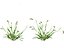 Setaria viridis - Green foxtail