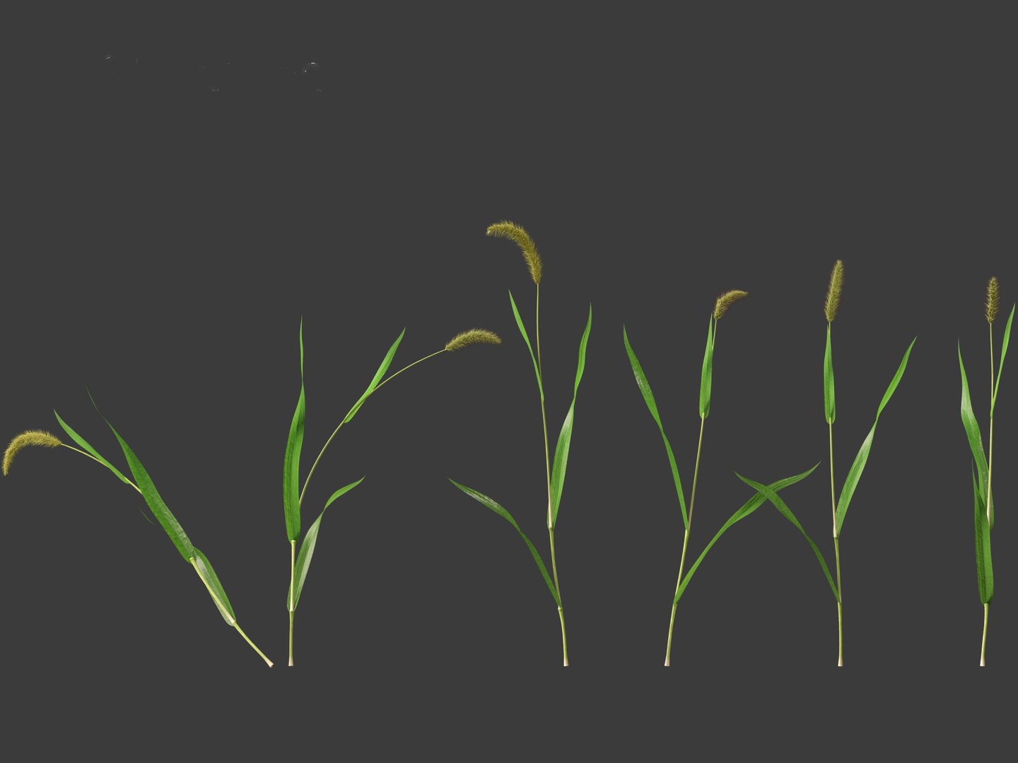 3D Setaria viridis - Green foxtail https://p.turbosquid.com/ts-thumb/bq/vKjLFW/ed/setariaviridis014/jpg/1695033443/1920x1080/fit_q87/31e8bf14e58a4d7d98e90b478f321f0ca0ef4c92/setariaviridis014.jpg