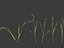 Setaria viridis - Green foxtail