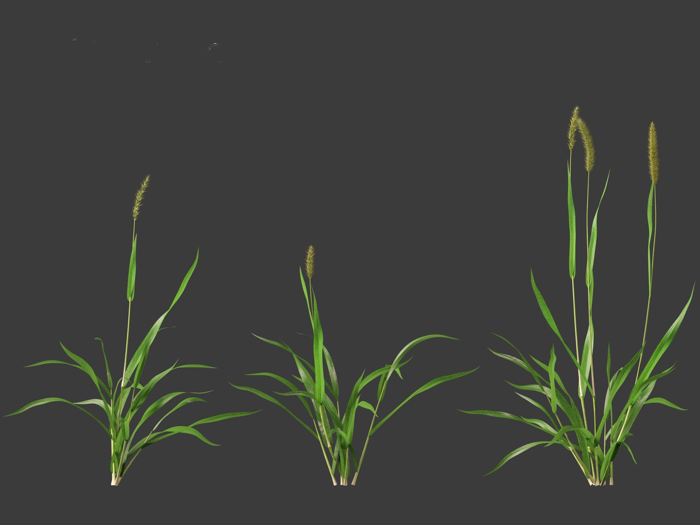 3D Setaria viridis - Green foxtail https://p.turbosquid.com/ts-thumb/bq/vKjLFW/f9/setariaviridis016/jpg/1695033447/1920x1080/fit_q87/e55044b6b8b6c11d0202398c4d5eb64c19aa0ec0/setariaviridis016.jpg
