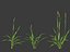 Setaria viridis - Green foxtail