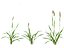 Setaria viridis - Green foxtail