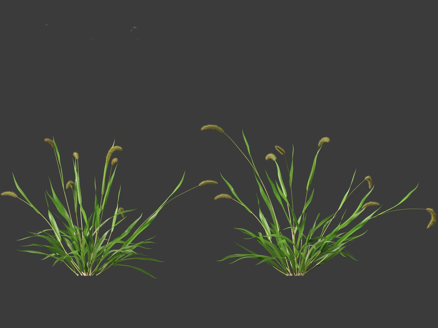 3D Setaria viridis - Green foxtail https://p.turbosquid.com/ts-thumb/bq/vKjLFW/xG/setariaviridis0110/jpg/1695033450/1920x1080/fit_q87/9b7055625e639ac1f8bb90a72705f0d64e741672/setariaviridis0110.jpg