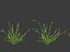 Setaria viridis - Green foxtail