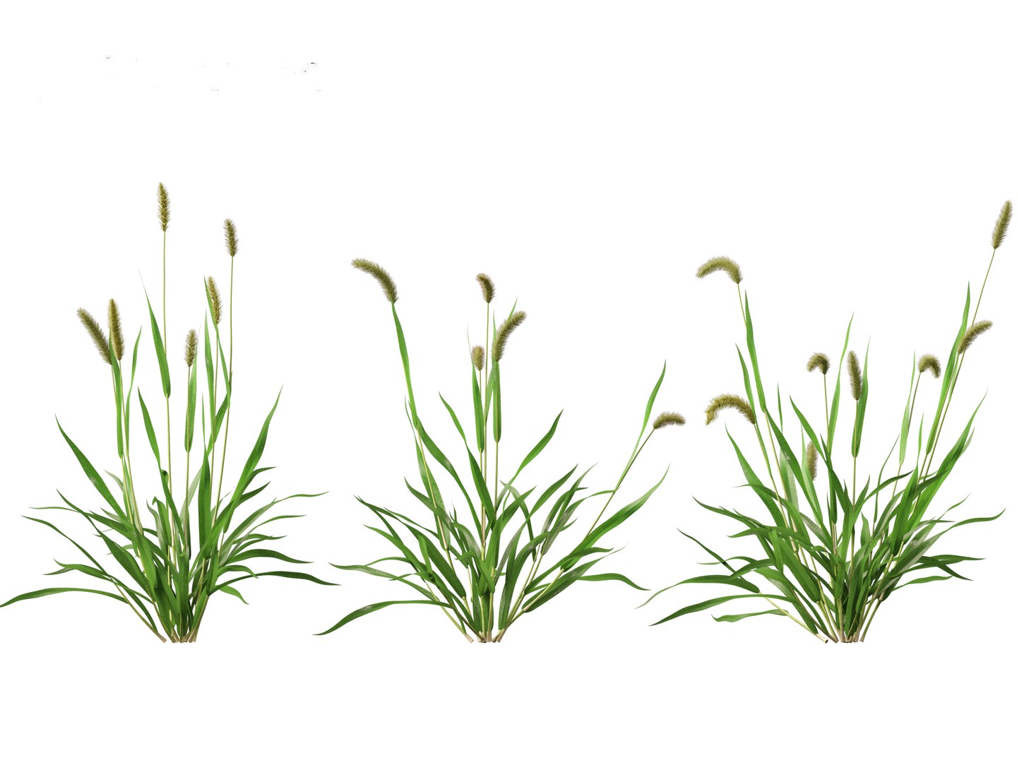 3D Setaria viridis - Green foxtail https://p.turbosquid.com/ts-thumb/bq/vKjLFW/xe/setariaviridis017/jpg/1695033448/1920x1080/fit_q87/fb63a9ef5170737014f92f2f0c46d500ae199c82/setariaviridis017.jpg