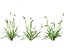 Setaria viridis - Green foxtail