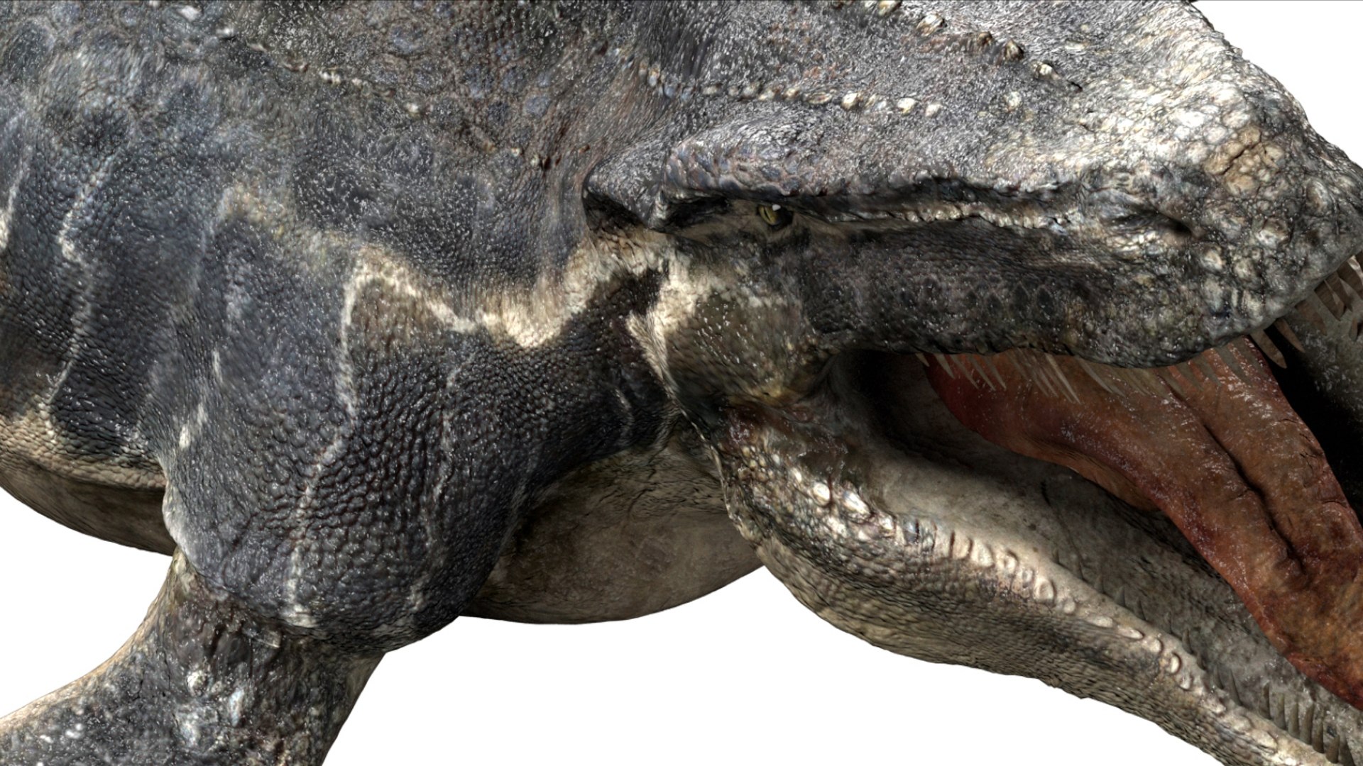 3D Mosa saurus Rigged 3D https://p.turbosquid.com/ts-thumb/br/1KFRuc/LP/16/jpg/1755510096/1920x1080/fit_q87/713ed0b3d35668897767ac76010cd62935e9afe7/16.jpg