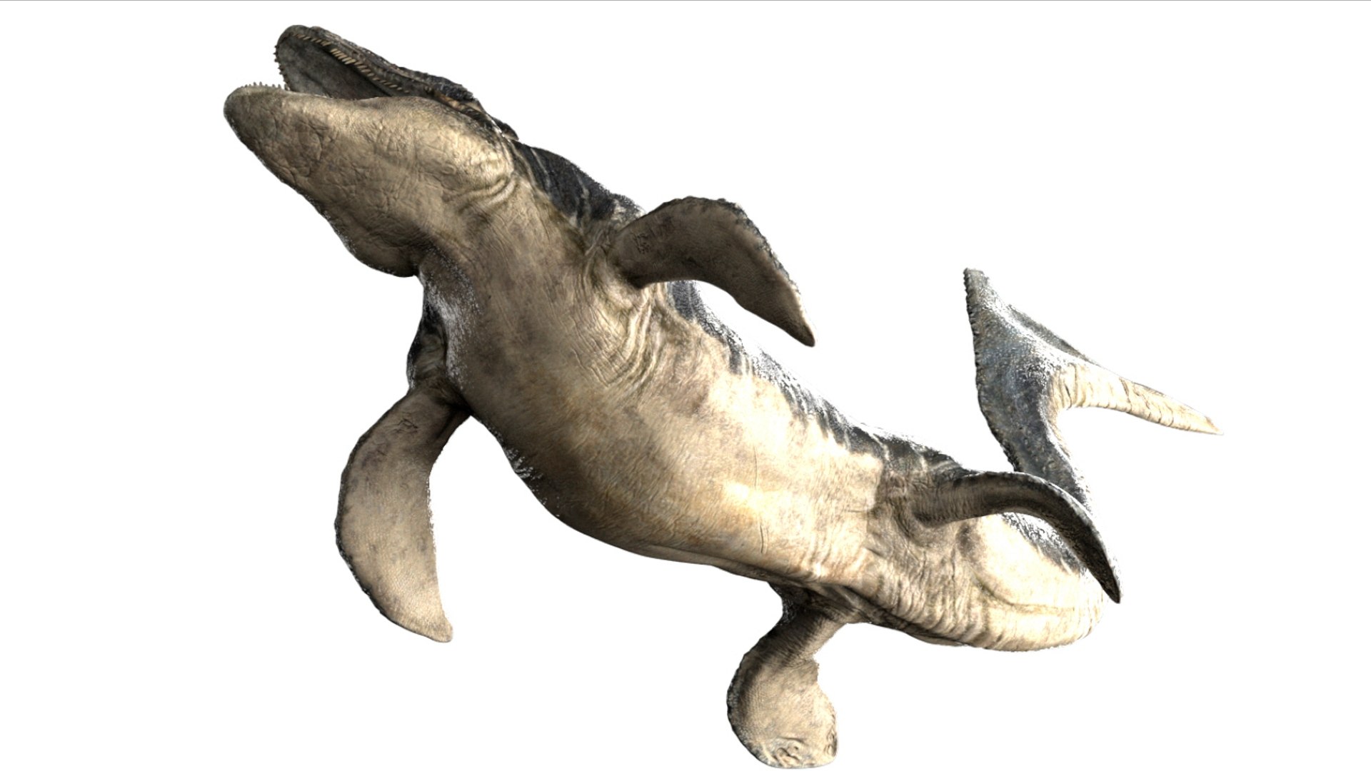 3D Mosa saurus Rigged 3D https://p.turbosquid.com/ts-thumb/br/1KFRuc/aQ/12/jpg/1755510093/1920x1080/fit_q87/3a3c29003caba4a4ce5e945d72d87fe086617bed/12.jpg