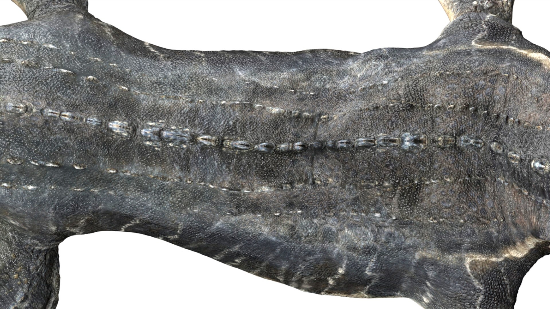 3D Mosa saurus Rigged 3D https://p.turbosquid.com/ts-thumb/br/1KFRuc/e6/11/jpg/1755510094/1920x1080/fit_q87/dd5f688976ef9e62e7ea6fd3925c29fd3a92a91a/11.jpg