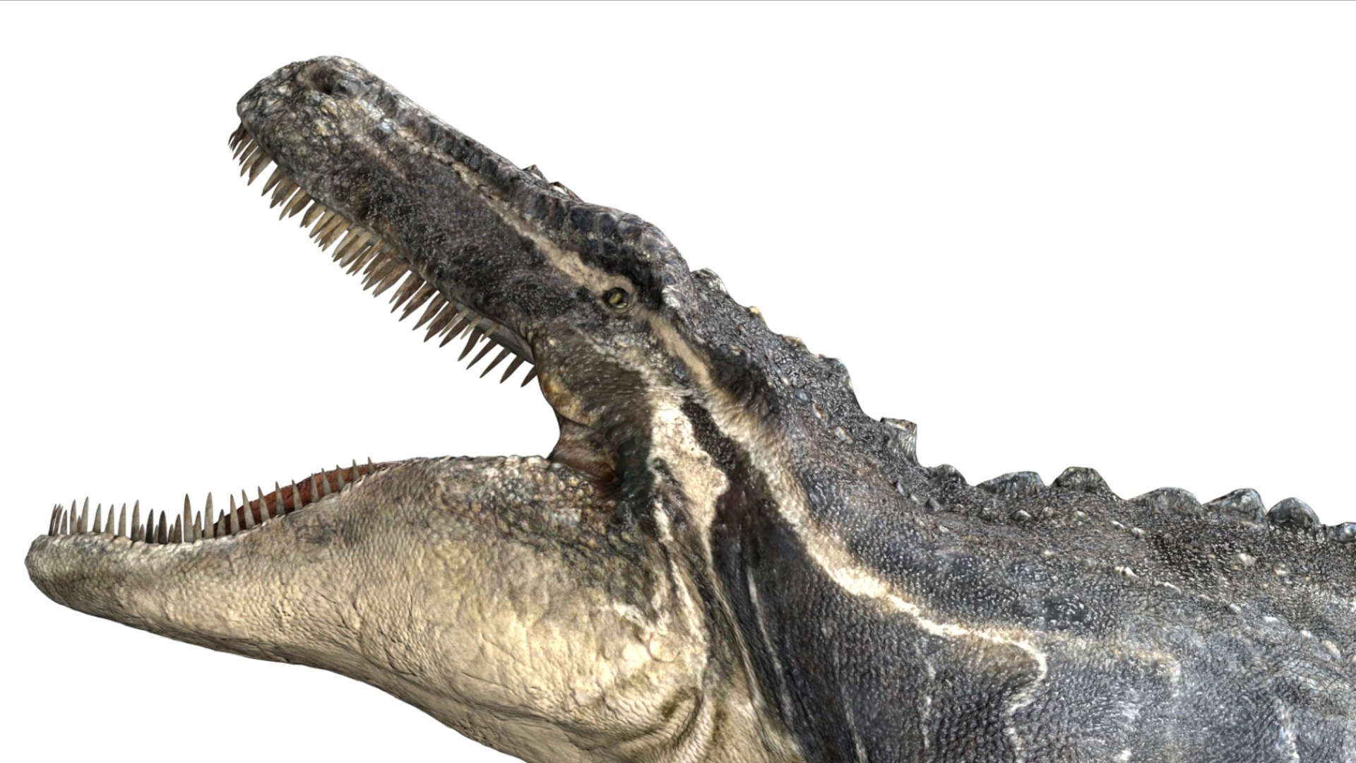 3D Mosa saurus Rigged 3D https://p.turbosquid.com/ts-thumb/br/1KFRuc/iP/14/jpg/1755510095/1920x1080/fit_q87/831e873154b22cab685ebb101d75a5f3a2b4383a/14.jpg