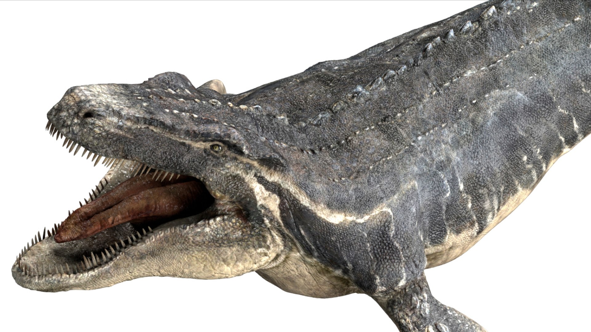 3D Mosa saurus Rigged 3D https://p.turbosquid.com/ts-thumb/br/1KFRuc/ru/08/jpg/1755510092/1920x1080/fit_q87/074ea8db75136b33b693e9b995ef803def50b4e8/08.jpg