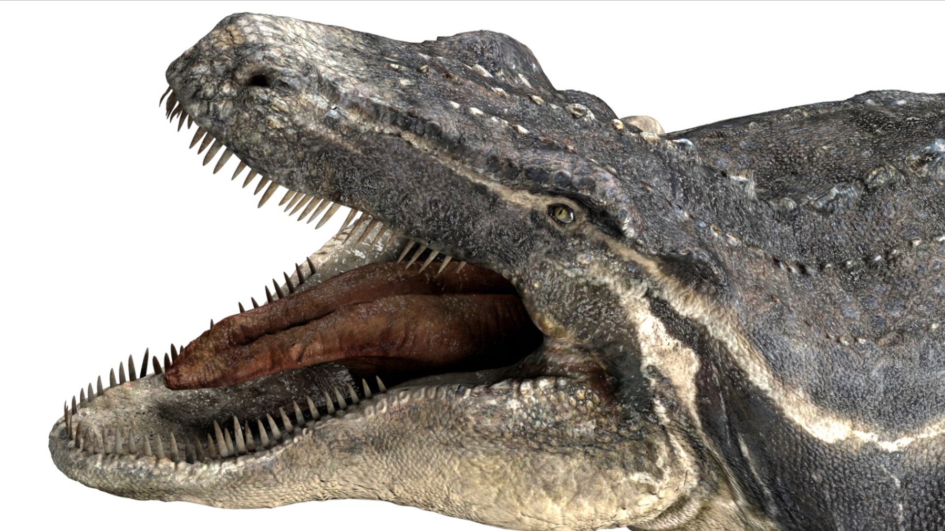 3D Mosa saurus Rigged 3D https://p.turbosquid.com/ts-thumb/br/1KFRuc/tO/15/jpg/1755510095/1920x1080/fit_q87/f93123b575853d54fce3ecb2a2083d1148c46d77/15.jpg