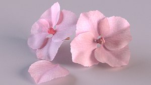 hydrangea flower bloom blossom 3D model