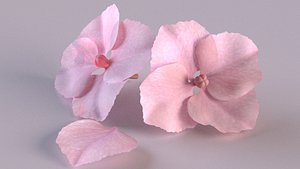 Hydrangea flower advertising decor