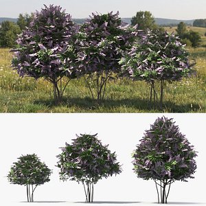 Low Poly Landscape Lilac Bushes Set Purple model