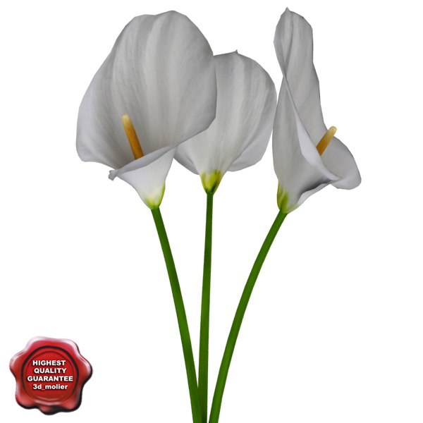 modelo 3d Calla - TurboSquid 505065