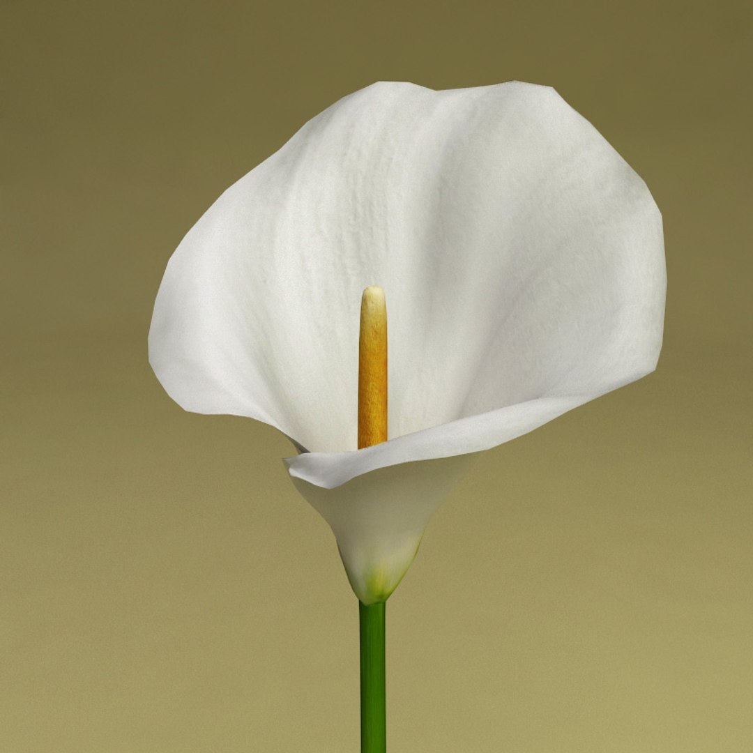 3dsmax calla modelled