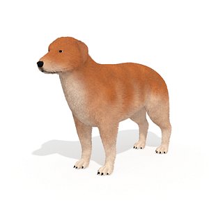 Labrador Dog Animal Pet 3D model
