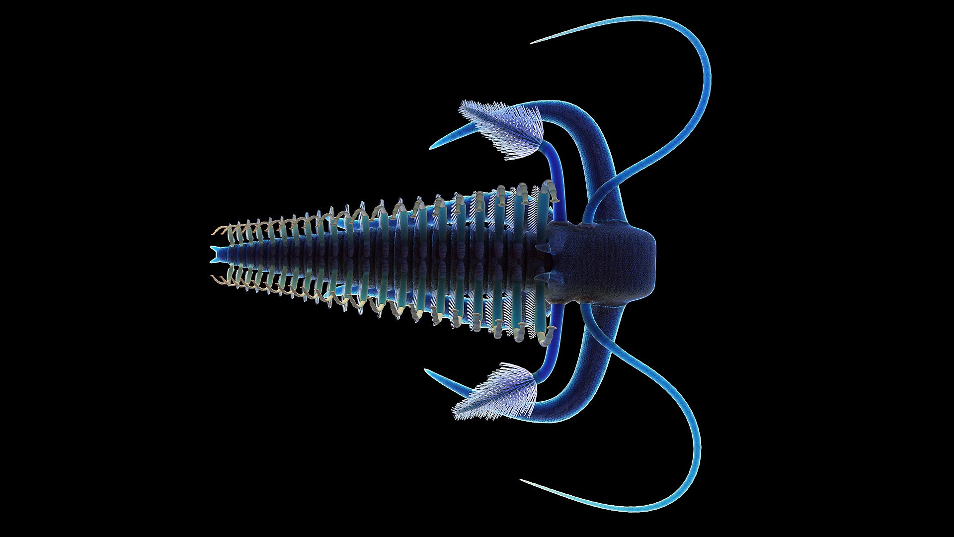 3D Marella Animated - TurboSquid 1774103