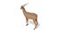 impala antelope 3D model