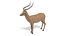 impala antelope 3D model