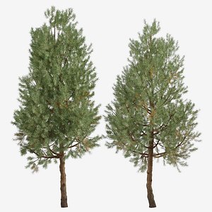 3D model Set of Pinus Sylvestris or European red pine Tree -2 Trees