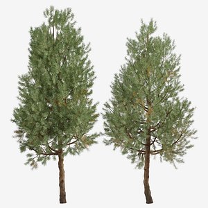 Set of Pinus Sylvestris or European red pine Tree -2 Trees