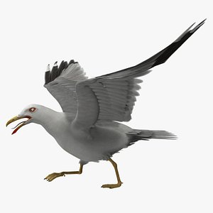 larus californicus california gull animation 3d model