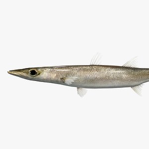 Red Barracuda - Akakamasu - Sphyraena schlegeli