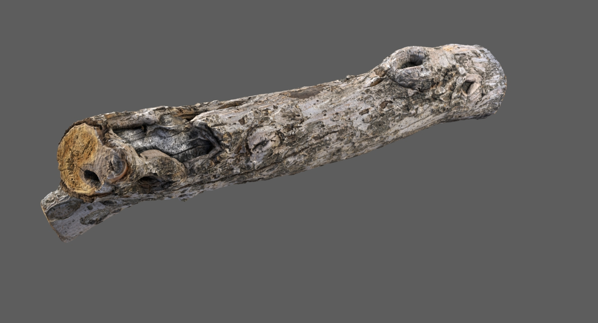 branch scanned 3D model https://p.turbosquid.com/ts-thumb/bs/2Iuj0u/xTbRK4YR/branchscanned6/jpg/1562485100/1920x1080/turn_fit_q99/acb4ce494976f63346be0cc96ae835d53e0fa977/branchscanned6-1.jpg