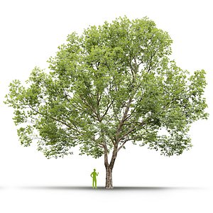 Plane-tree Sycamore Platanus V24 model