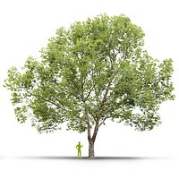 Plane-tree Sycamore Platanus V24