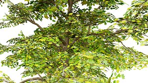 Realistic Maple Tree model