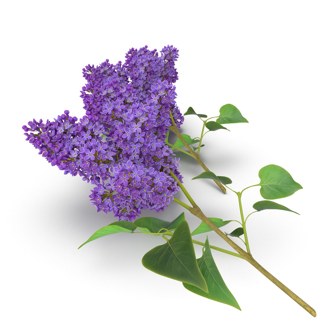 Syringa Lilac 3 3D Model 3D model preview