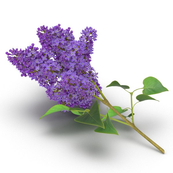 syringa lilac 3 3d max