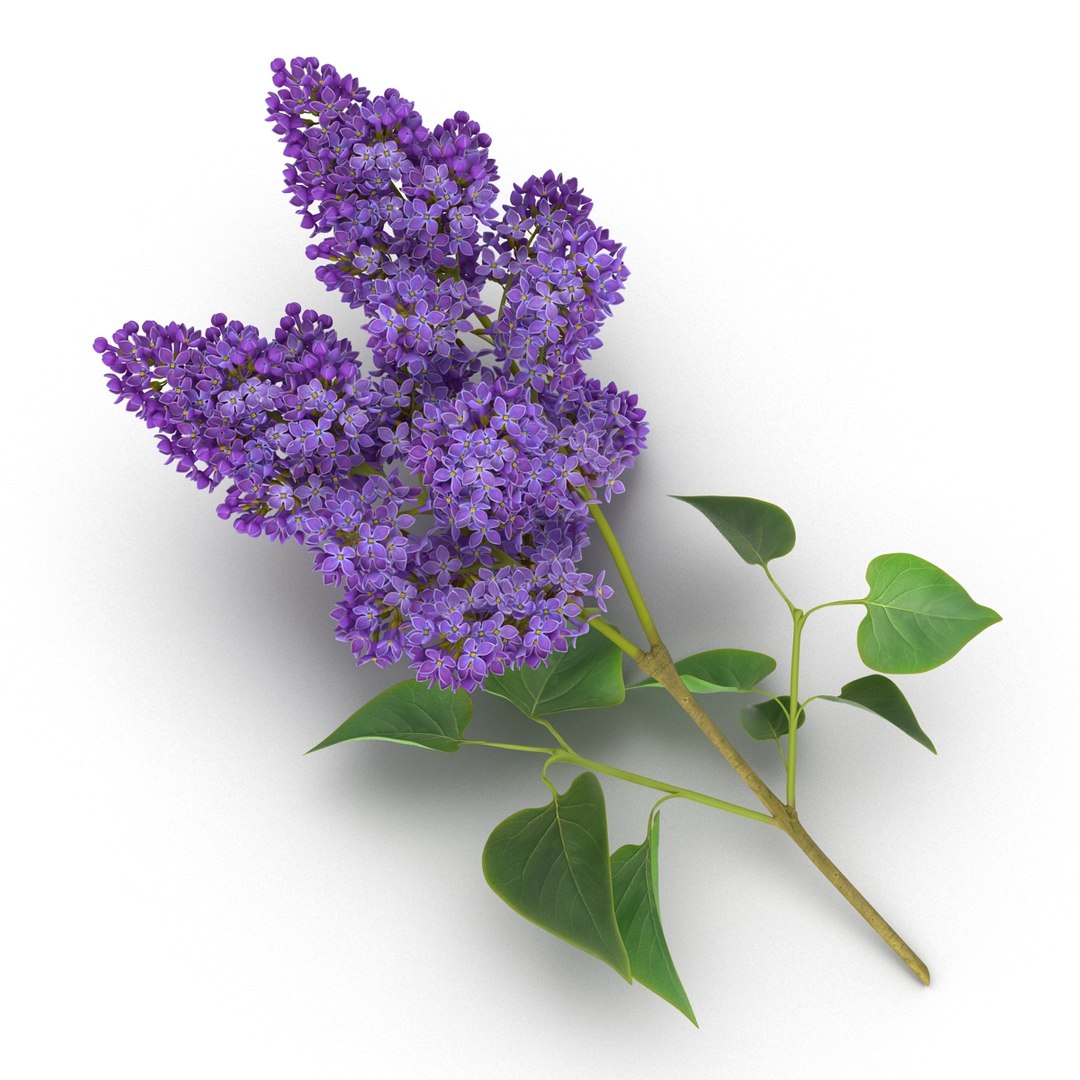 syringa lilac 3 3d max