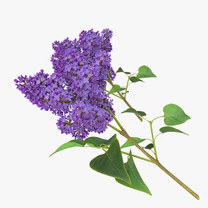 Syringa Lilac 3 3D Model