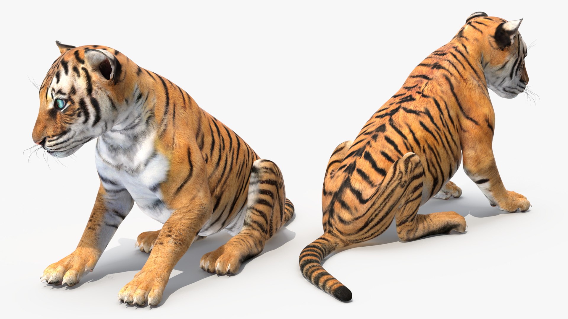 Tiger Cub Sitting for 3D Print 3D model https://p.turbosquid.com/ts-thumb/bs/Kkgya4/fQ/tiger_cub_sitting_010/jpg/1739379717/1920x1080/fit_q87/990729daa192425c4004fafd424d6f4d1c20dc3b/tiger_cub_sitting_010.jpg
