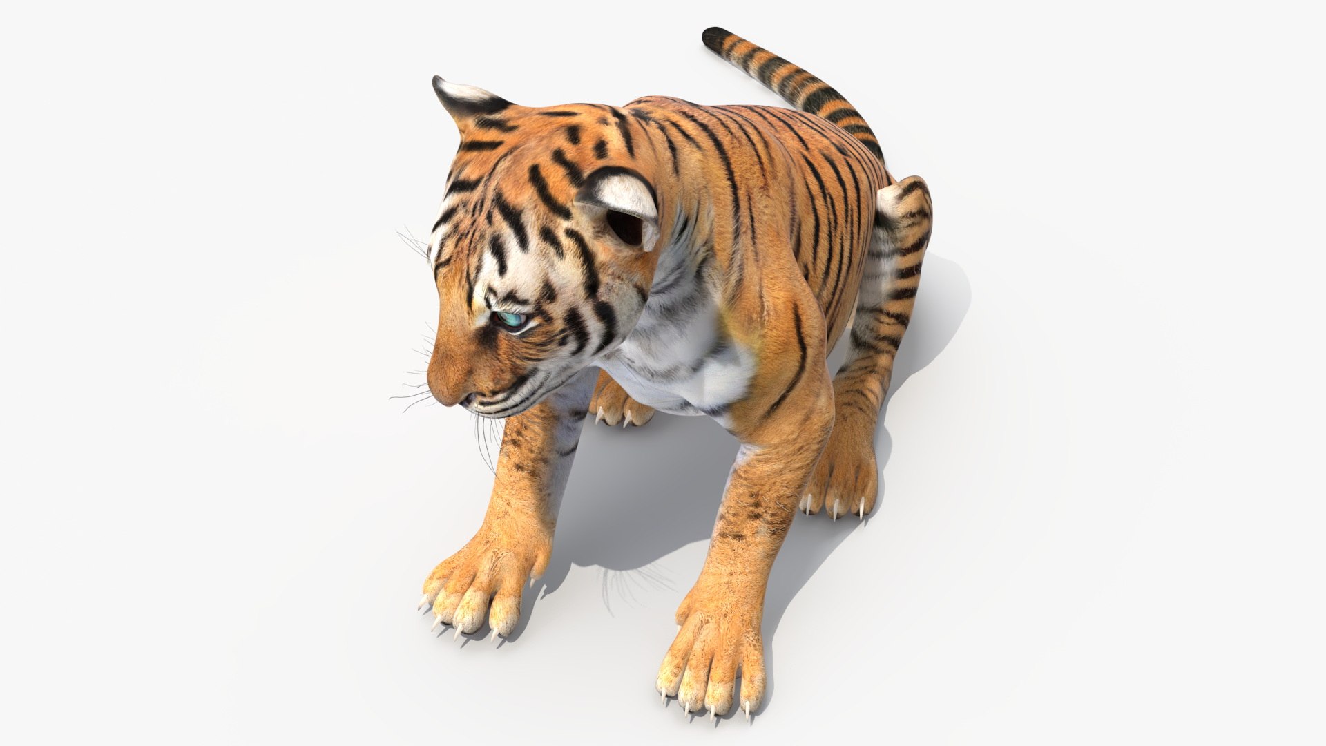 Tiger Cub Sitting for 3D Print 3D model https://p.turbosquid.com/ts-thumb/bs/Kkgya4/iL/tiger_cub_sitting_008/jpg/1739379711/1920x1080/fit_q87/b09f0db6934ac054003d8a46d17aa6eb53b09362/tiger_cub_sitting_008.jpg