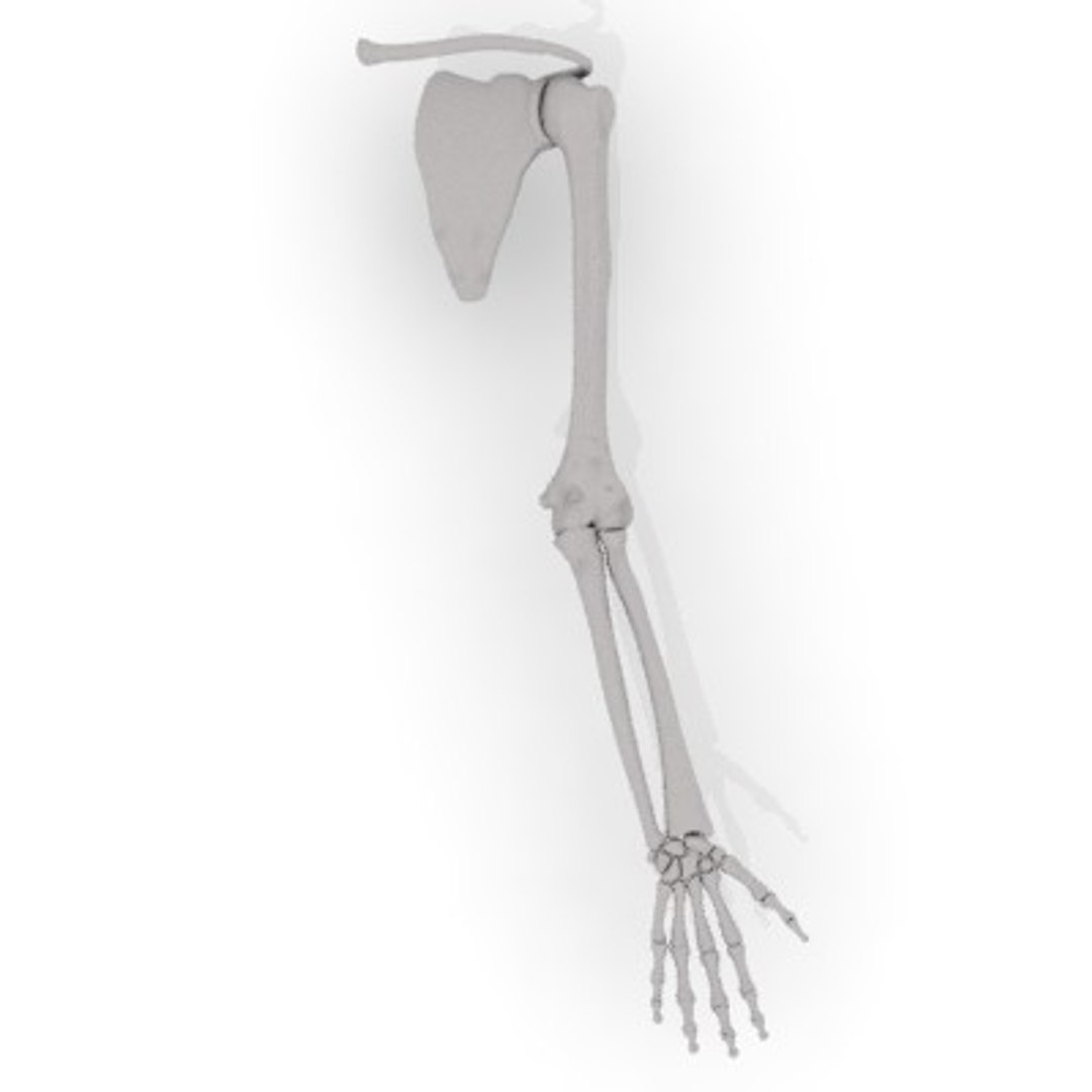 3d human arm bones https://p.turbosquid.com/ts-thumb/bs/S5fLjb/FqfDJwcD/arm_bones/jpg/1187543858/1920x1080/fit_q87/f4c6c50bd73dc7f8171f2326e6a8b3bf7e153d60/arm_bones.jpg