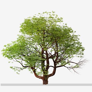 3D model Set of Chinese Stewartia or Stewartia sinensis Tree - 2 Trees