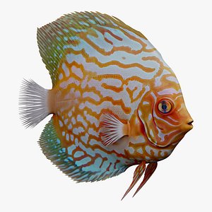 Discus Fish Aquatic Creature